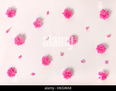 Piatto di laici bella alla moda modello senza giunture fiori su sfondo rosa, close up Foto Stock