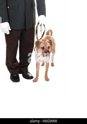 Un orologio uomo con il suo cane in studio per sfondo bianco, una sharpei cane al guinzaglio, l'uomo con chiodi di garofano bianco. Foto Stock