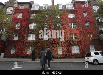 La gente guarda edifici coperti da autunnale di foglie colorate a Islington, Londra Nord. Foto Stock