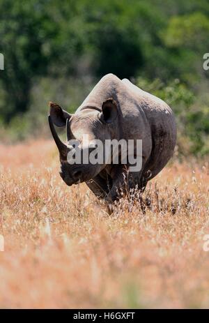 Maschio bianco Rhino a piedi attraverso erba secca a Ol Pajeta Conservancy, Nanyuki, Kenya Foto Stock