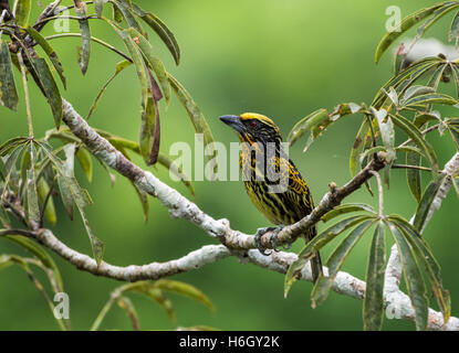 Una femmina Barbet dorato (Capito auratus) appollaiato su un ramo di albero. Yasuni National Park, Ecuador, Sud America. Foto Stock