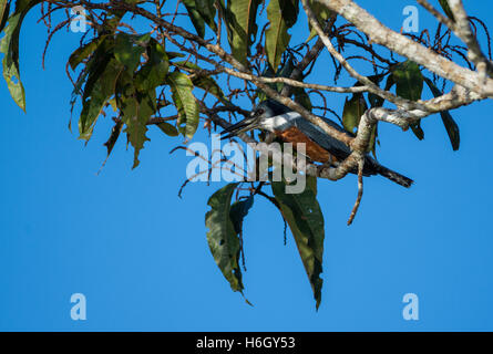 A inanellare Kingfisher (Megaceryle torquata) appollaiato su un ramo in Amazzoni. Yasuni National Park, Ecuador, Sud America. Foto Stock