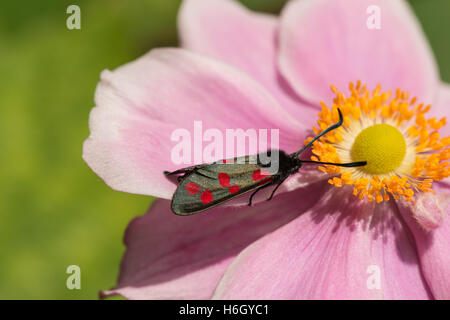 Giorno battenti velenoso sei 6 avvistato Burnett nella necessità di conservazione di impollinazione e di bere il nettare sul giapponese fiore anemone Foto Stock