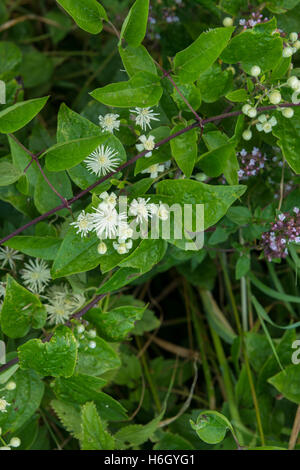 Rivestito di rugiada oldman la barba selvatica tipica di glicine British siepe Foto Stock