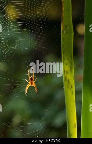 Ultimo Sunray del sole che illumina un giardino spider Araneus diadematus sulla sua gossamer filate spiderweb Foto Stock