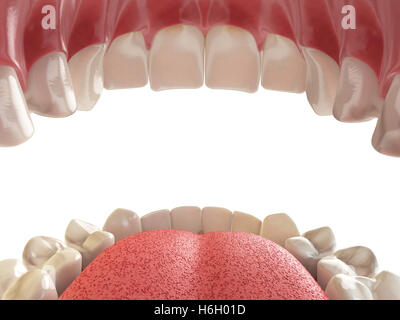 Denti o protesi. Aprire bocca umana mascellare superiore e inferiore. 3d illustrazione Foto Stock