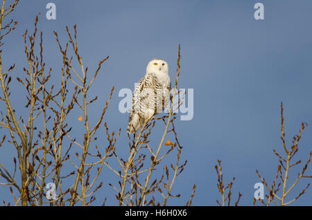 Civetta delle nevi appollaiato su un sottile il ramo di un albero con cielo blu dietro. Preso in Alberta praterie, a est di Calgary, Canada. Foto Stock