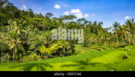 Le risaie all'entrata di Gunung Kawi. Tempio Tampaksiring nei pressi di Ubud, a Bali (Indonesia) Foto Stock