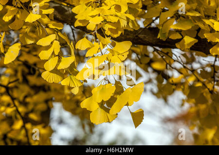 Foglie gialle autunnali Ginkgo biloba foglie di Maidenhair foglie di albero su ramificazione foglie di Ginkgo di colore dorato Foto Stock