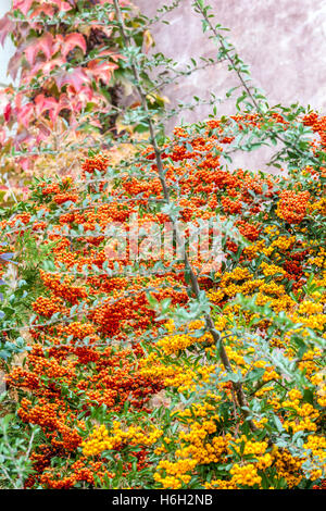 Pyracantha coccinea, pianta arbustiva di bacche di Firethorn Foto Stock