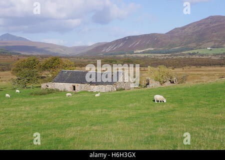 La rovina di Moss Farm, Machrie Moor, isola di Arran Foto Stock