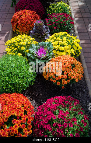 Le mamme; crisantemo; in giardini paesaggistici di Omni Bedford Springs Resort & Spa; Bedford; Pennsylvania; USA Foto Stock