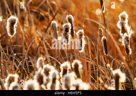 Cattails crescono lungo gli stagni al Monte Vista National Wildlife Refuge, Central Colorado, STATI UNITI D'AMERICA Foto Stock