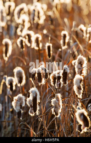 Cattails crescono lungo gli stagni al Monte Vista National Wildlife Refuge, Central Colorado, STATI UNITI D'AMERICA Foto Stock