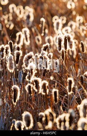 Cattails crescono lungo gli stagni al Monte Vista National Wildlife Refuge, Central Colorado, STATI UNITI D'AMERICA Foto Stock