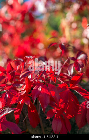 Edera e Virginia superriduttore (Parthenocissus quinquefolia) fogliame in autunno Foto Stock