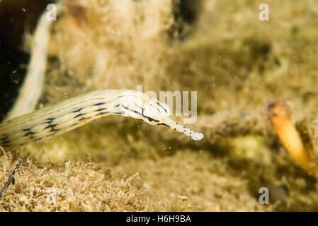 Pipefish. strisciando intorno sulla roccia corallina. Yap, Micronesia. La profondità di 1 m. Foto Stock