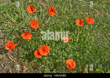 Fioritura delle piante di una lunga con testa di papavero, Papaver dubium, Berkshire, Luglio Foto Stock