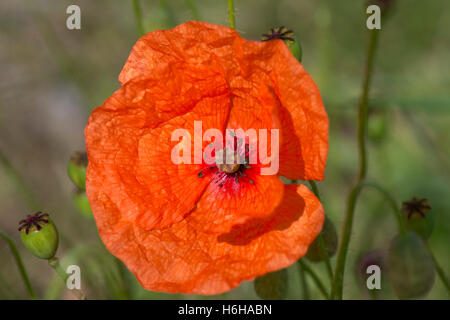 Fioritura delle piante di una lunga con testa di papavero, Papaver dubium, Berkshire, Luglio Foto Stock