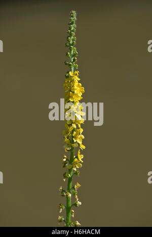 Fiore giallo di agrimonia, Agrimonia eupatoria, accanto al Kennet and Avon Canal, Luglio Foto Stock
