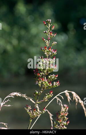Fioritura delle piante del comune, figwort Scrophularia nodosa, accanto al Kennet & Avon Canal, Luglio Foto Stock