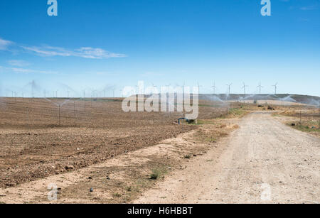 Irroratrici di irrigazione nel campo. Piante giallo Foto Stock