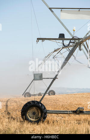 Irroratrici di irrigazione nel campo. Piante giallo Foto Stock