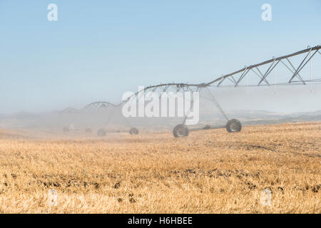 Irroratrici di irrigazione nel campo. Piante giallo Foto Stock