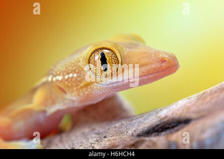 Incredibile Gekko vittatus gecko macro Foto Stock