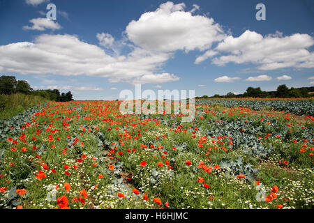 Vista attraverso un campo di papavero in estate con il blu del cielo e le soffici nuvole bianche Foto Stock