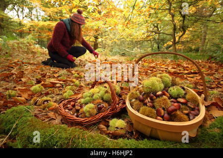 Le castagne (castanea sativa) sono raccolti dal pavimento un antico bosco di latifoglie in Sheffield, England Regno Unito Foto Stock