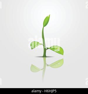 Germoglio verde con foglie giovani e caduta di acqua sulla superficie riflettente Illustrazione Vettoriale