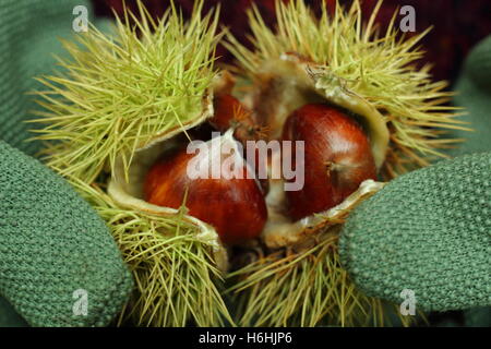 Appena raccolte le castagne (castanea sativa) vengono aperti in un antico Bosco in autunno, England, Regno Unito Foto Stock