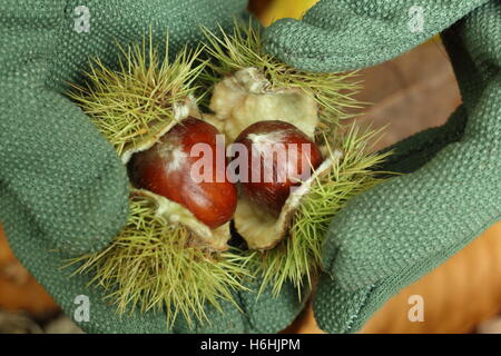 Appena raccolte le castagne (castanea sativa) vengono aperti in un antico Bosco in autunno, England, Regno Unito Foto Stock