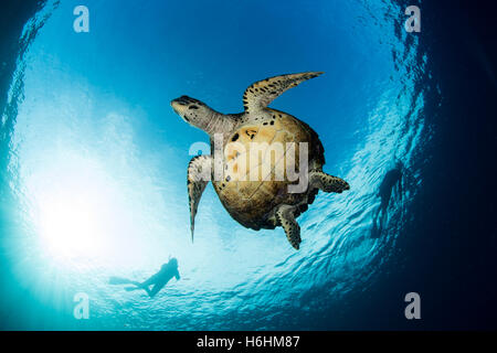 Un Hawksbill sea turtle nuotate nelle acque blu del tropicale oceano Pacifico. Questo rettile marino è una specie in via di estinzione. Foto Stock