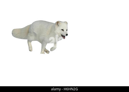 Volpe Artica, Alopex lagopus, unico mammifero in America del Nord Foto Stock