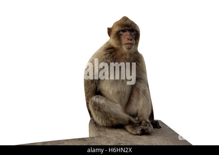 Barberia ape o macaco Macaca sylvanus, unico mammifero in Gibralter Foto Stock