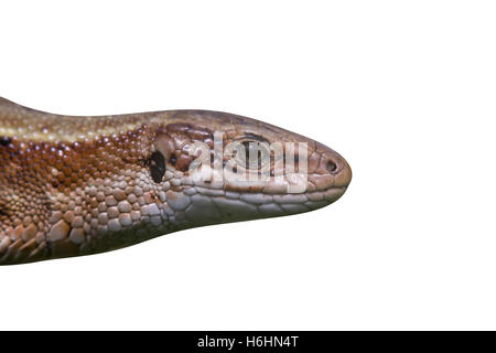 Comune di lucertola Lacerta vivipara, singolo animale in Dorset Foto Stock