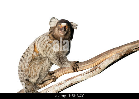 Comune, marmoset Callithrix jacchus unico mammifero sul ramo, Brasile Foto Stock