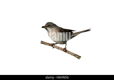 Common whitethroat, Sylvia communis, maschio, Galles Foto Stock