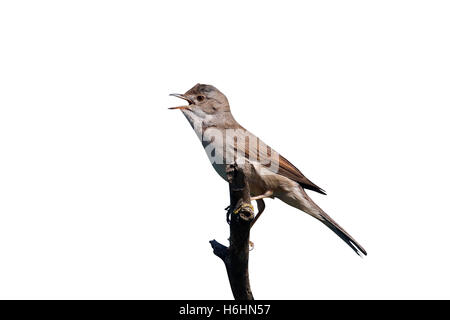 Common whitethroat, Sylvia communis, singolo uccello sul ramo cantando, Bulgaria, Maggio 2013 Foto Stock