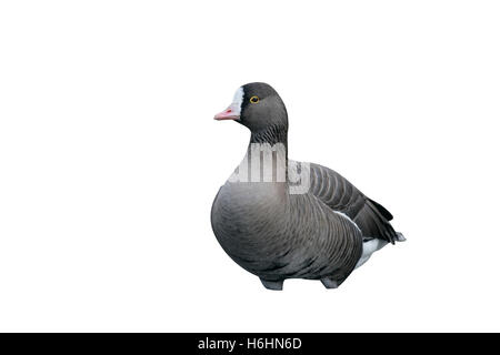 Minor white-fronteggiata goose, Anser erythropus, singolo uccello in acqua, captive Foto Stock