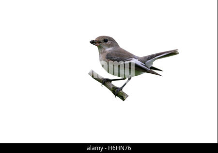 Pied flycatcher, Ficedula hypoleuca, unica donna sul ramo, Galles Foto Stock