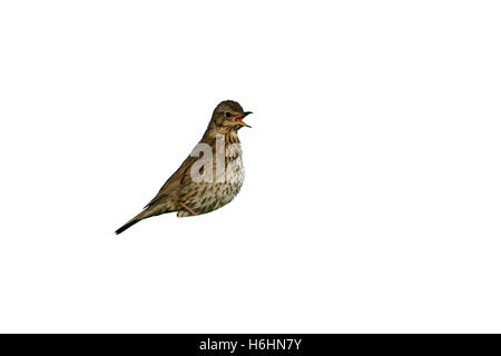 Tordo bottaccio, Turdus philomelos, singolo uccello cantare sul ramo, Scozia Foto Stock