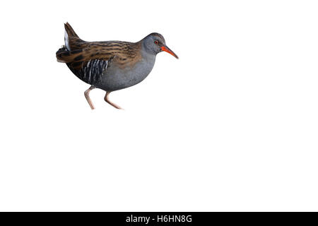 Water rail, Rallus aquaticus, single bird in marsh, Warwickshire, December 2014 Foto Stock