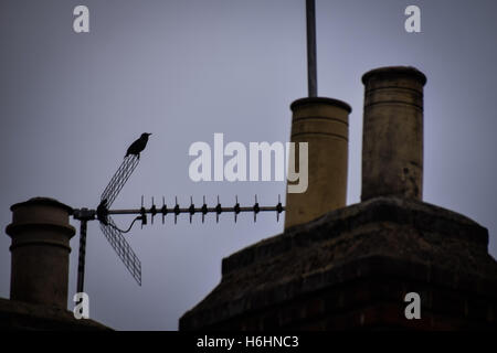 Scena urbana, silhouette di starling sull'antenna tv con casa comignoli in primo piano Foto Stock