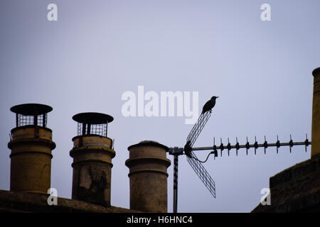 Misty scena urbana, silhouette di starling sull'antenna tv con casa comignoli in primo piano Foto Stock