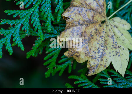 Foglia caduta in appoggio sul cedro di fronde in autunno Foto Stock