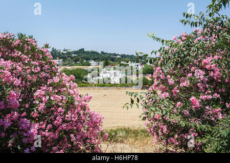 Tradizionale bianco imbiancate trulli case nella città collinare di Locorotondo, regione di Bari, Puglia (Puglia), Italia meridionale Foto Stock