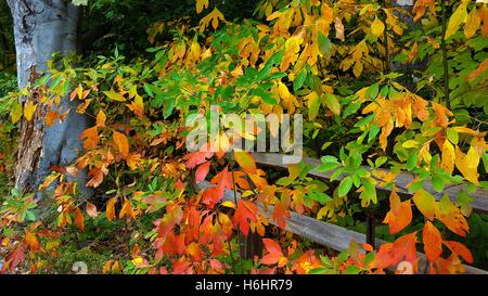 Brillante caduta delle foglie con staccionata in legno nei boschi Foto Stock